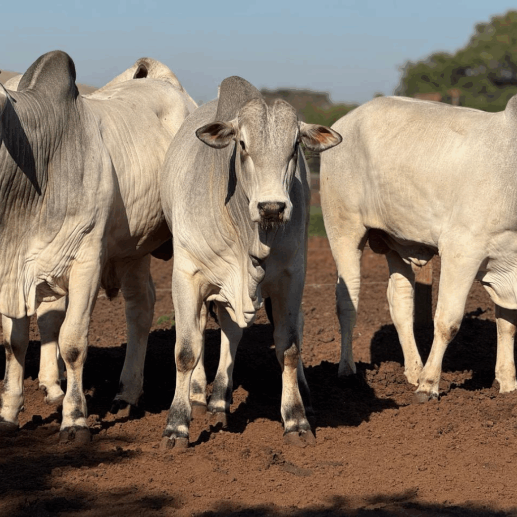 Post do instagram feliz dia do consumidor moderno roxo e amarelo (63)