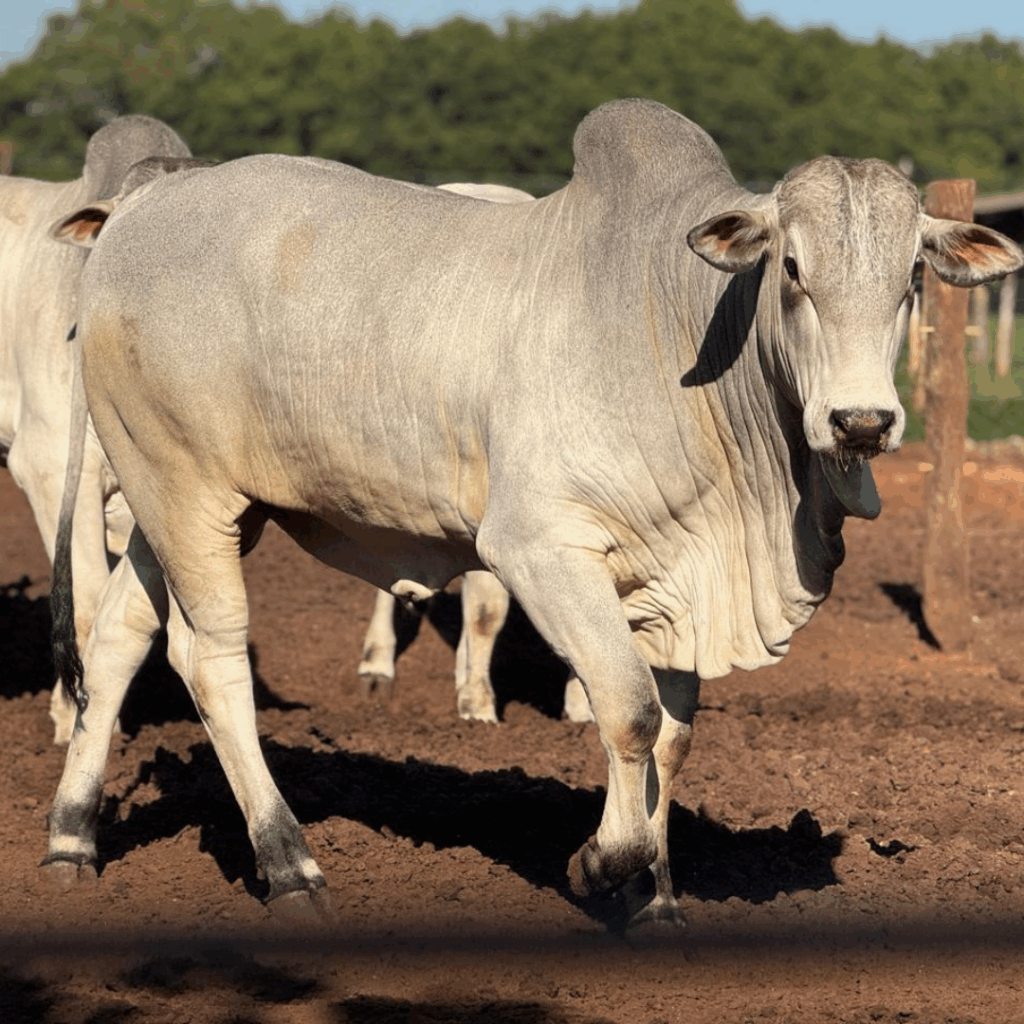 Post do instagram feliz dia do consumidor moderno roxo e amarelo (64)