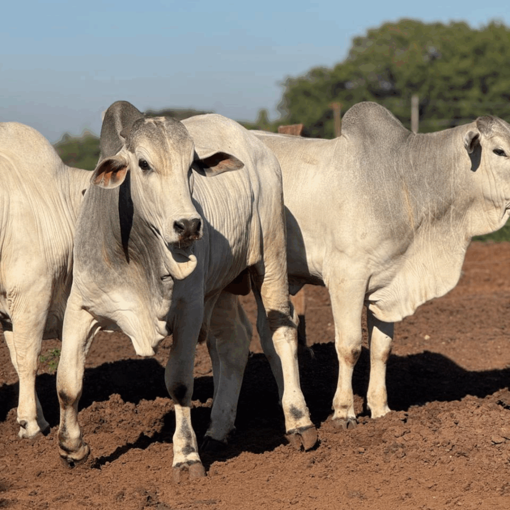 Post do instagram feliz dia do consumidor moderno roxo e amarelo (65)