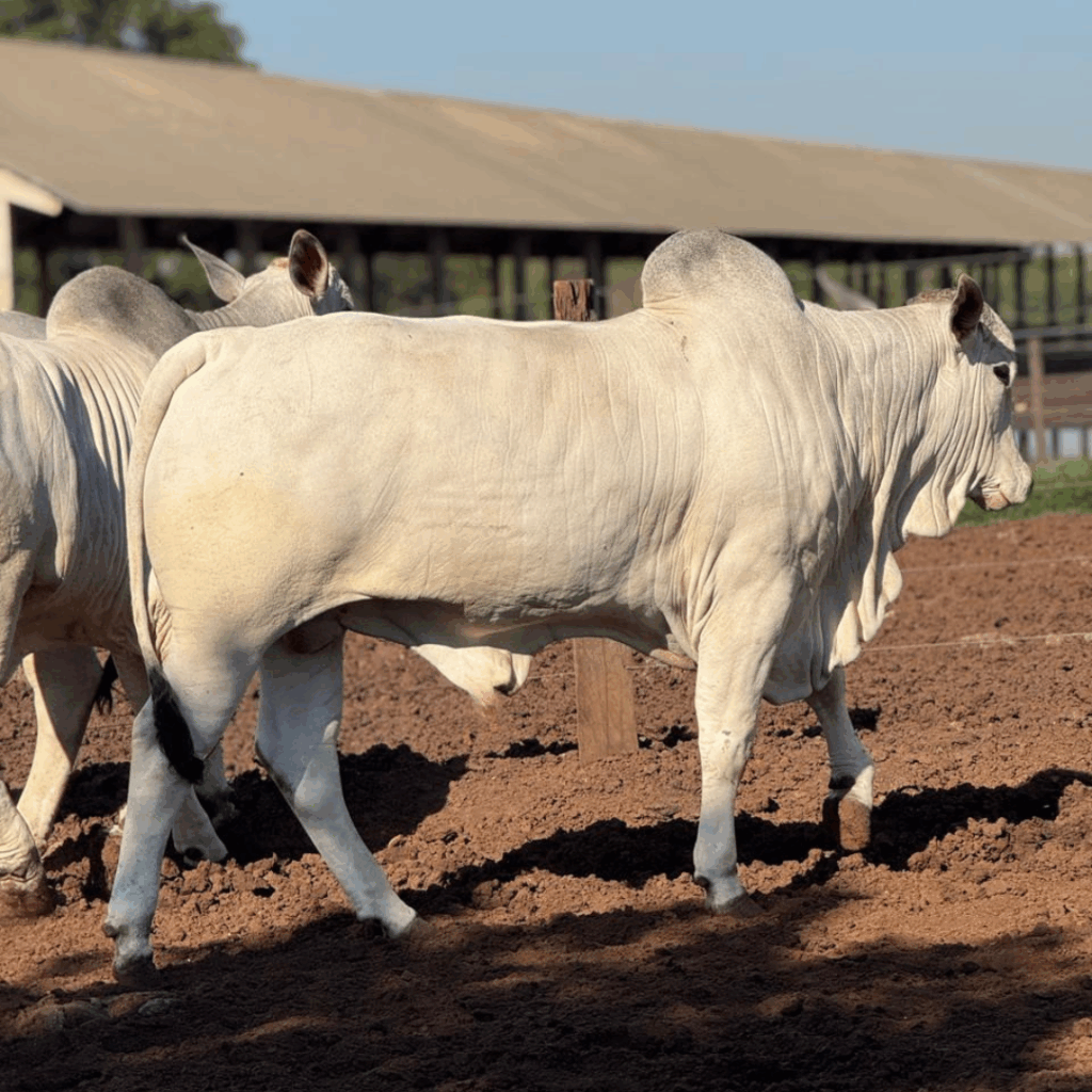 Post do instagram feliz dia do consumidor moderno roxo e amarelo (66)