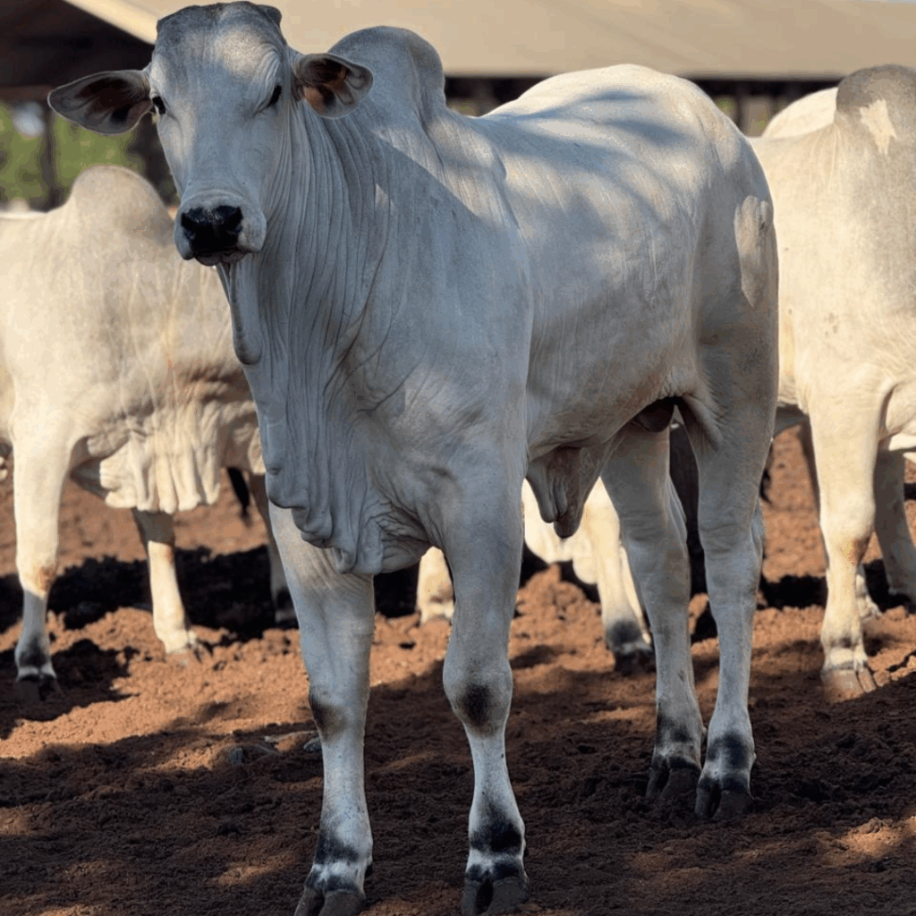 Post do instagram feliz dia do consumidor moderno roxo e amarelo (67)